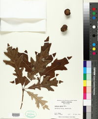 Quercus lyrata image