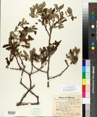Quercus x macdonaldii image