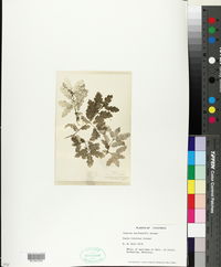 Image of Quercus macdonaldii