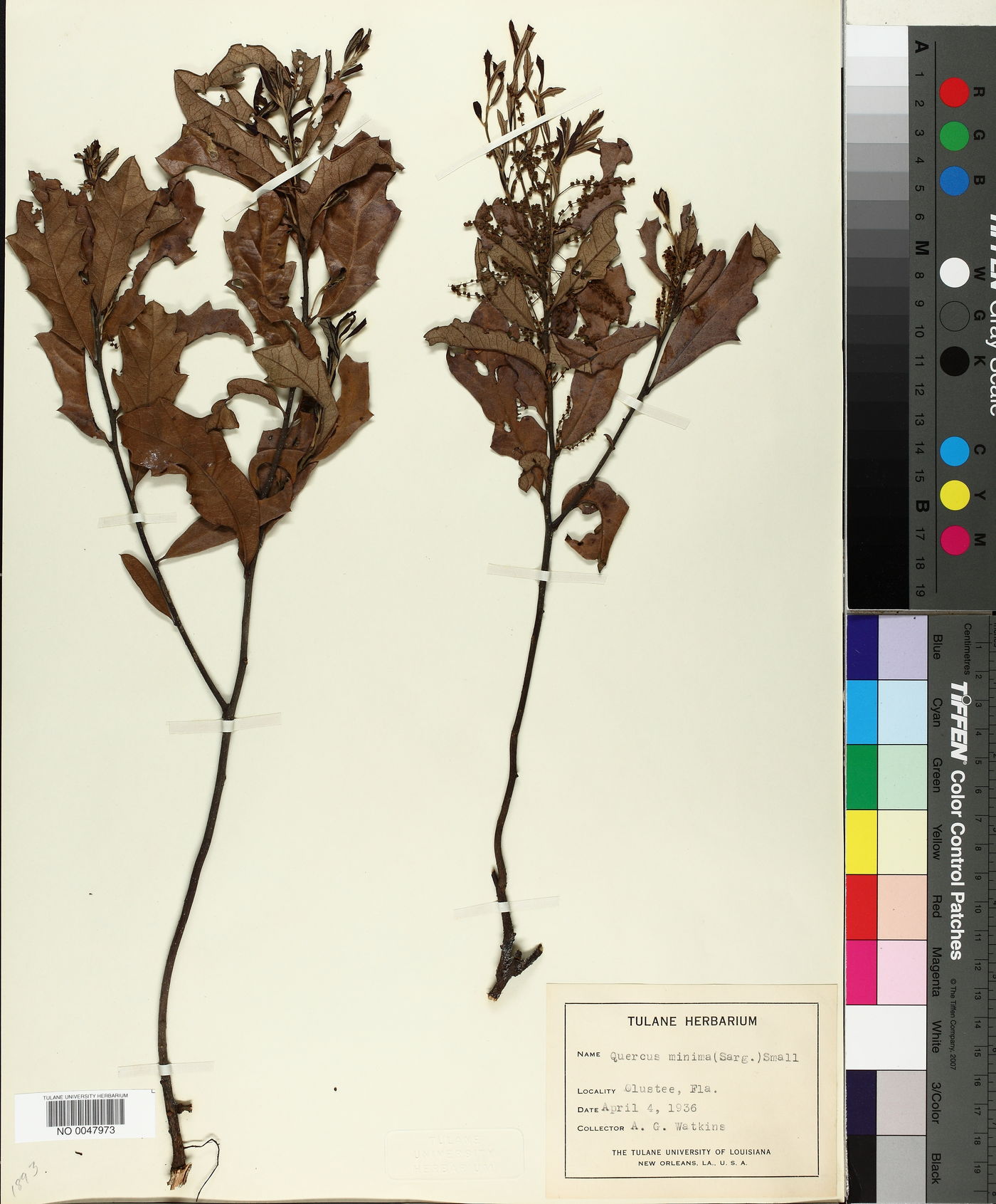 Quercus minima image