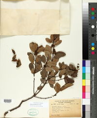 Image of Quercus pacifica