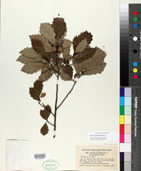 Quercus prinoides image