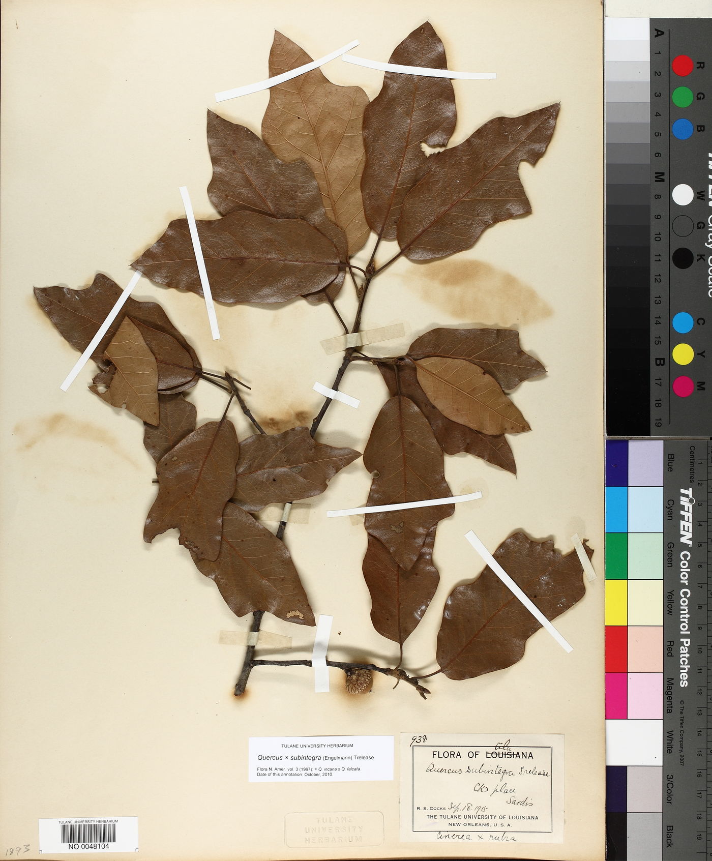 Quercus x subintegra image