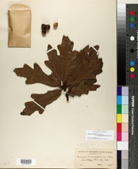 Quercus stellata var. mississippiensis image