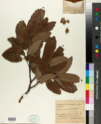 Quercus clivicola image