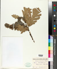 Image of Quercus macranthera