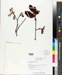 Quercus magnoliifolia image