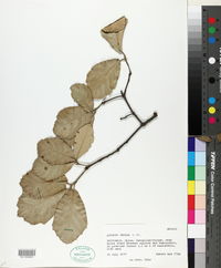Quercus omissa image