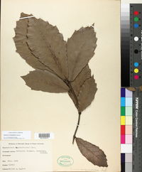 Quercus scytophylla image