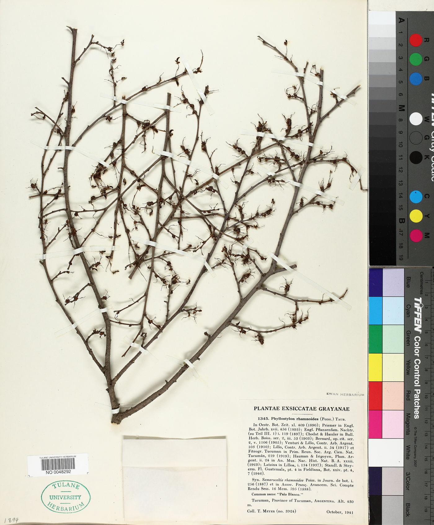 Phyllostylon image
