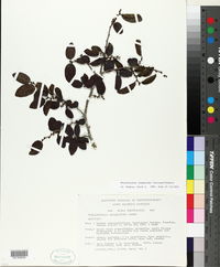 Phyllostylon rhamnoides image