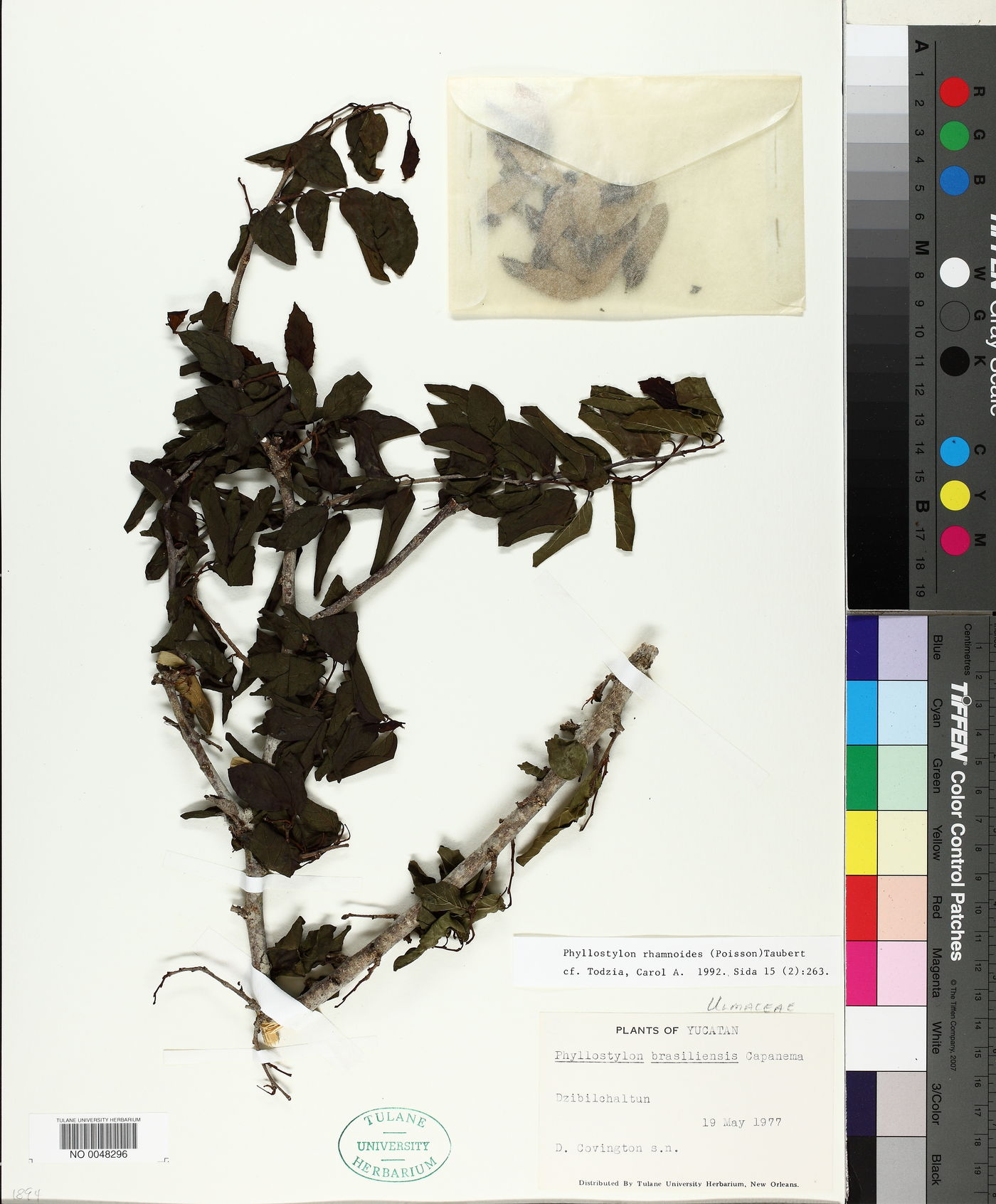 Phyllostylon rhamnoides image