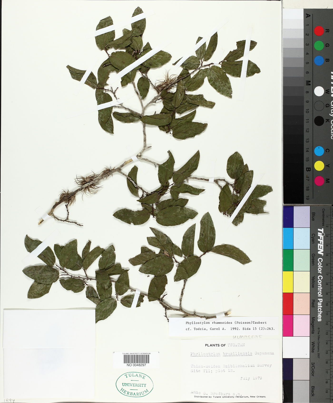 Phyllostylon rhamnoides image