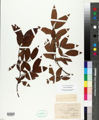 Ulmus alata image