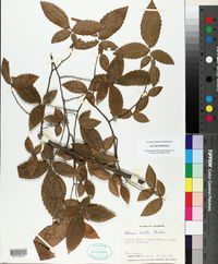 Ulmus alata image