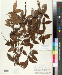 Ulmus alata image