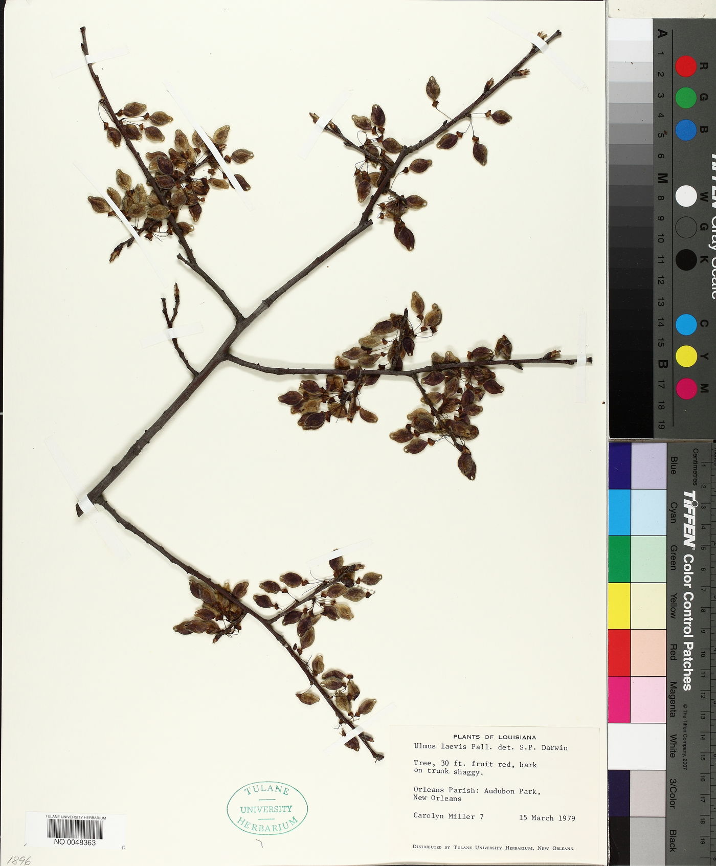 Ulmus laevis image