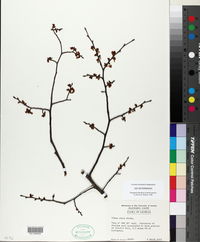 Ulmus alata image