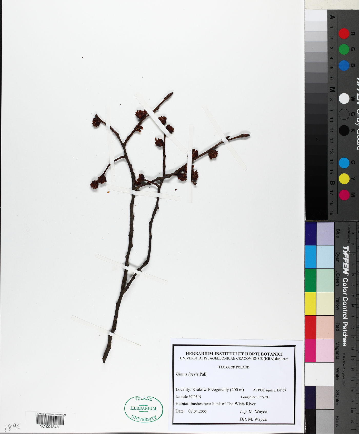 Ulmus laevis image