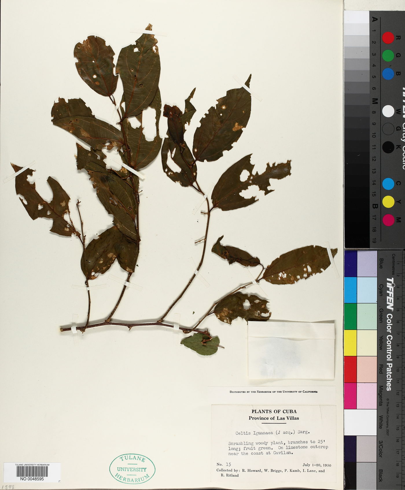 Celtis iguanaea image