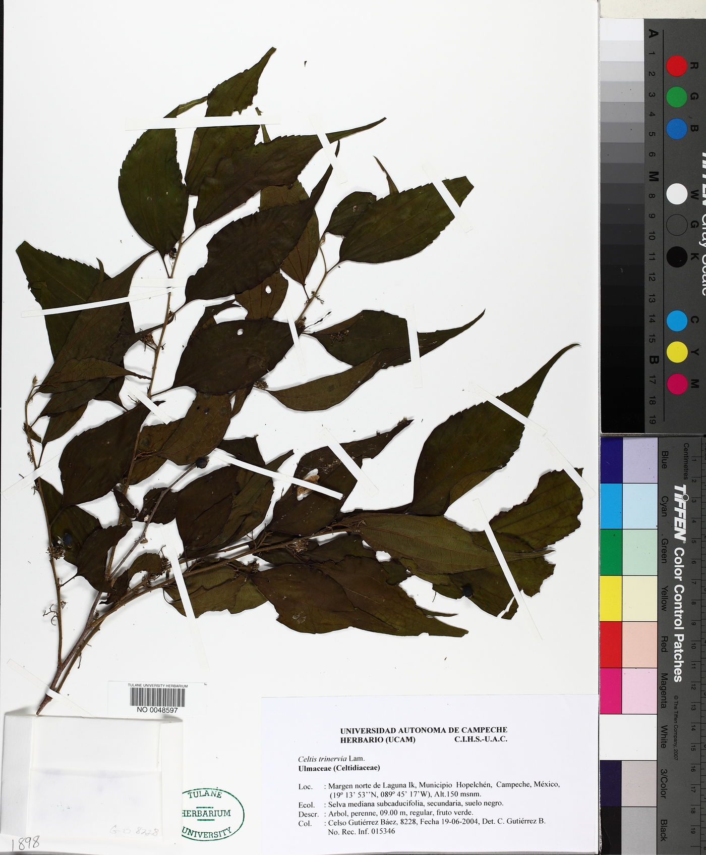 Celtis trinervia image