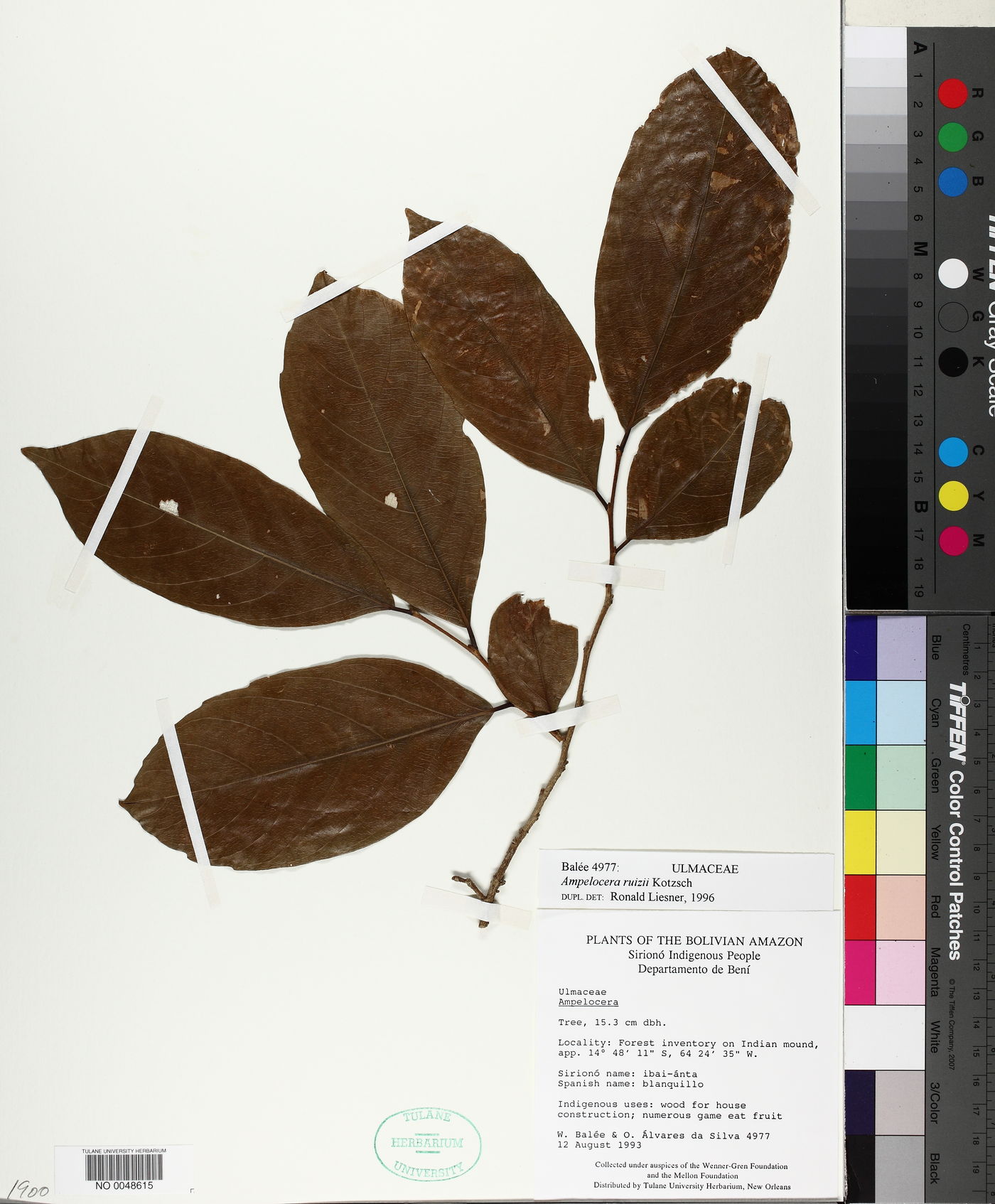 Ampelocera ruizii image