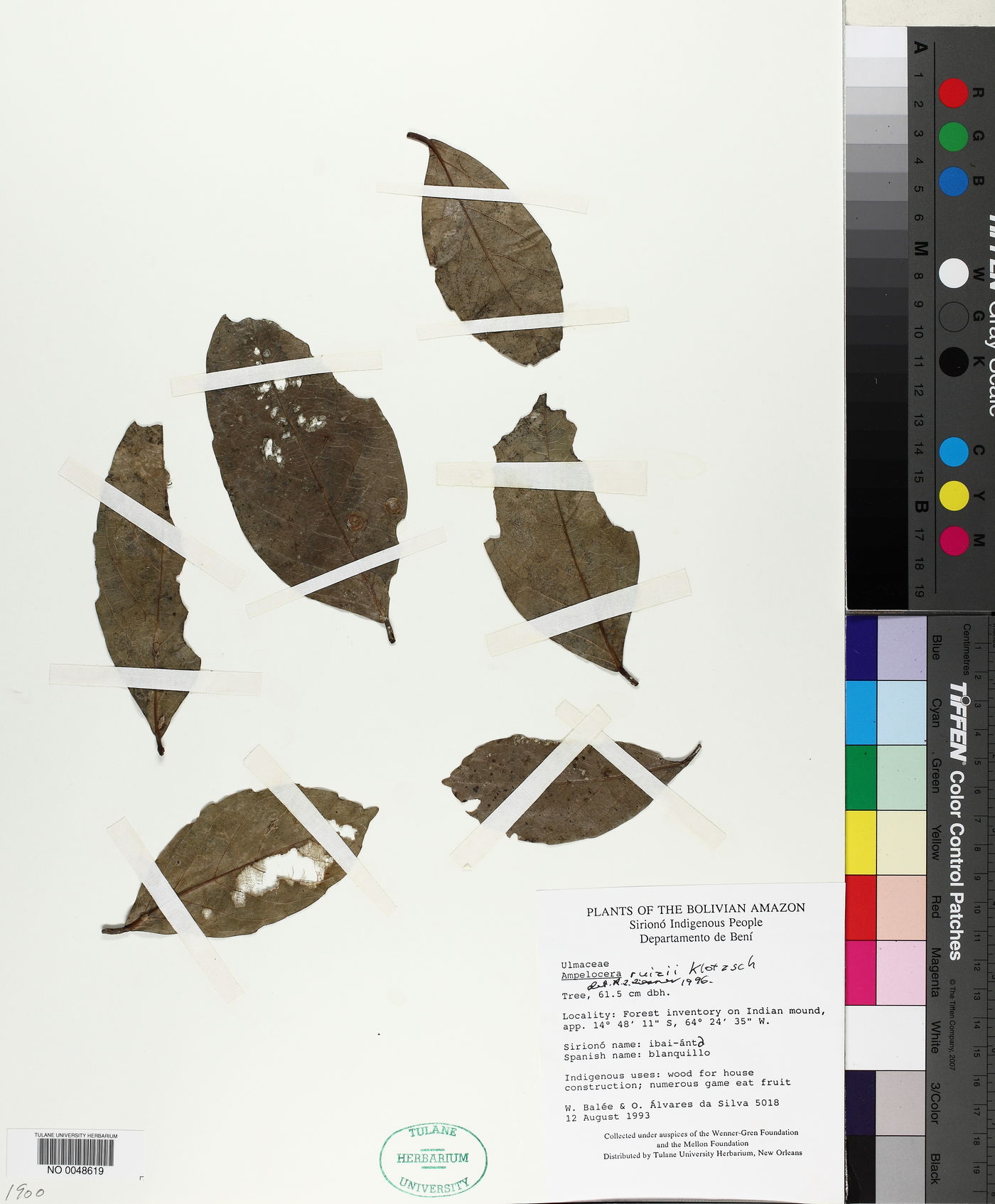 Ampelocera ruizii image