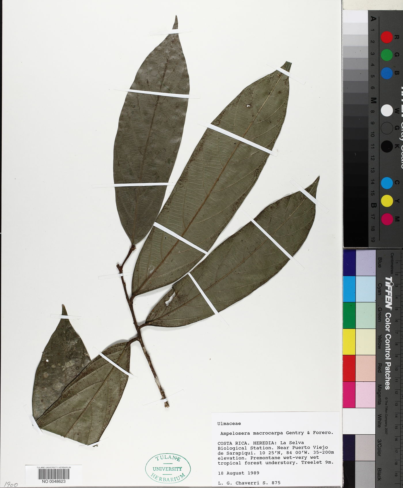 Ampelocera macrocarpa image