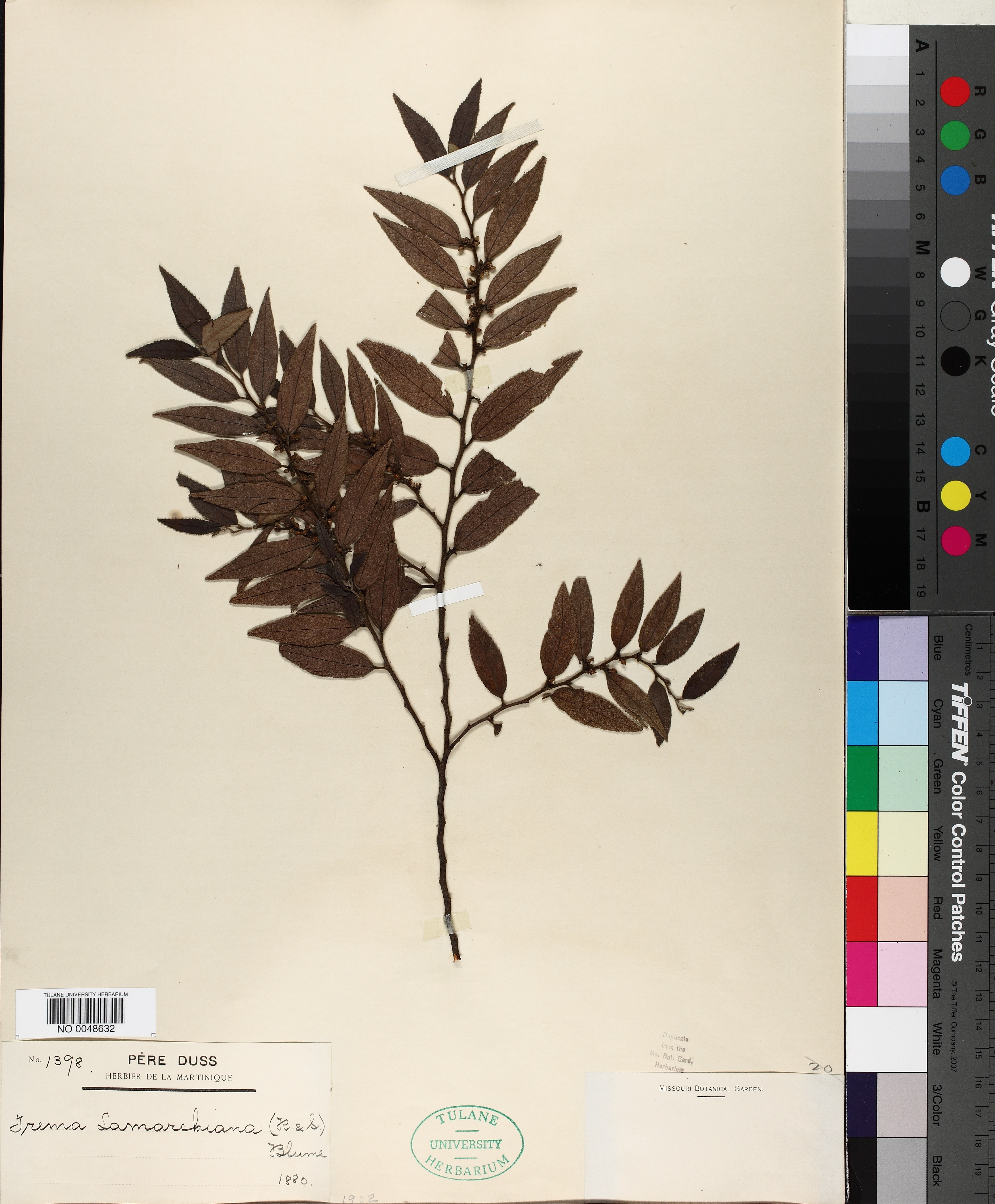 Trema lamarckiana thumbnail