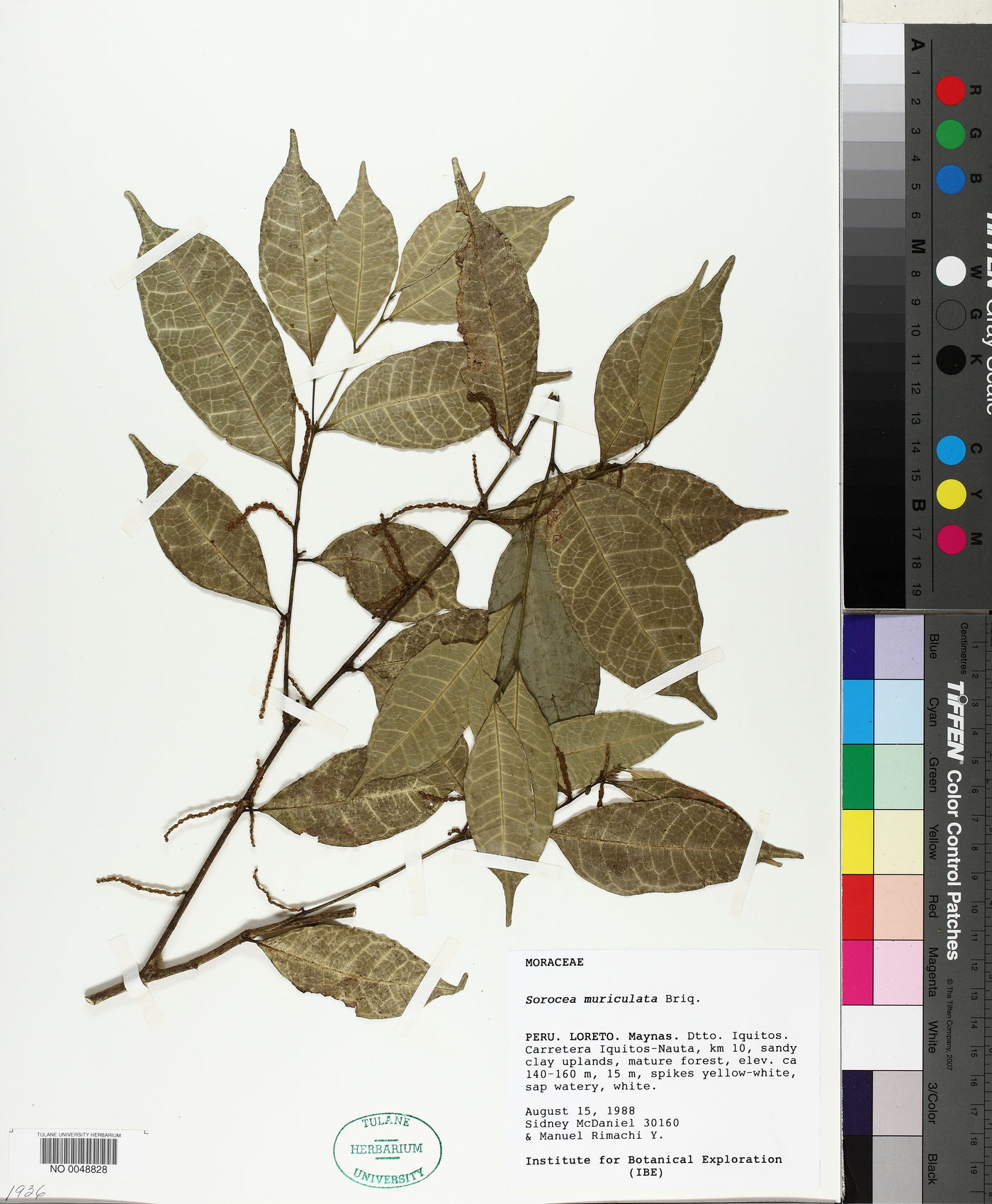 Sorocea muriculata image