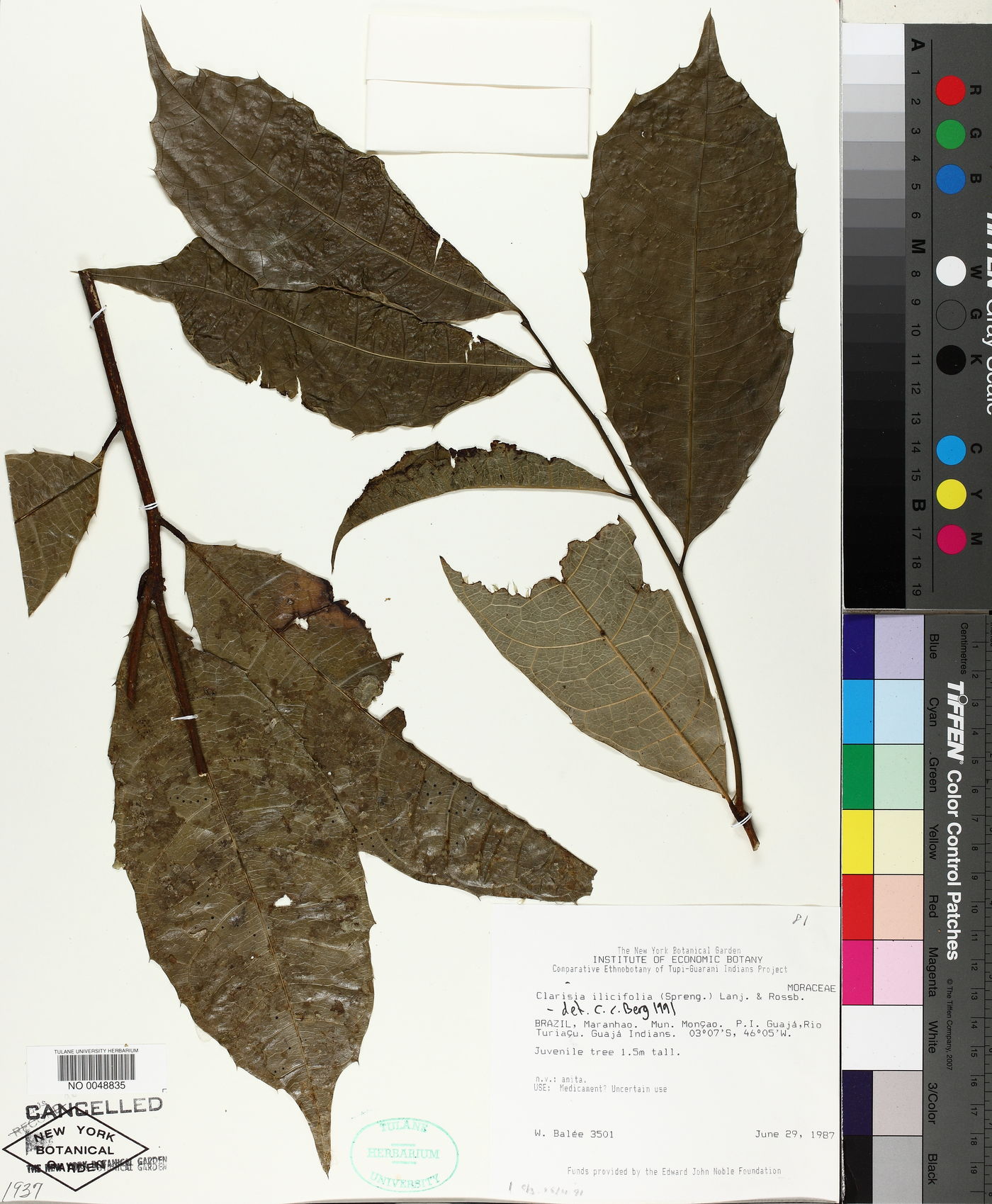 Clarisia ilicifolia image