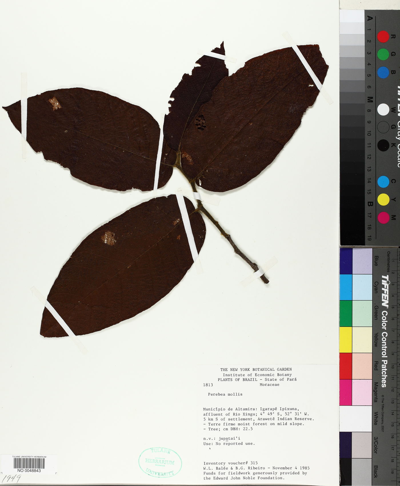 Perebea mollis image