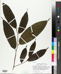 Image of Perebea angustifolia
