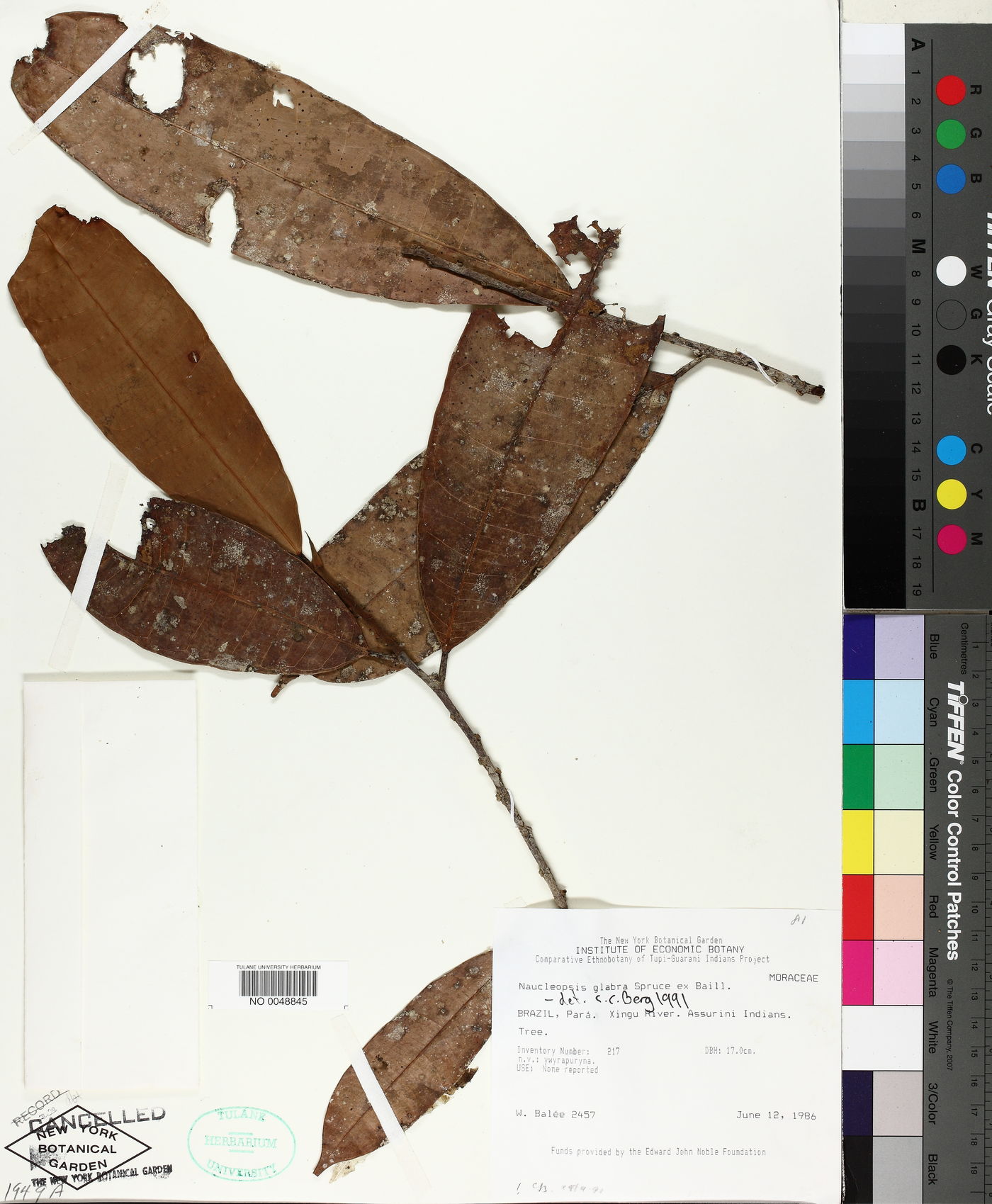 Naucleopsis glabra image