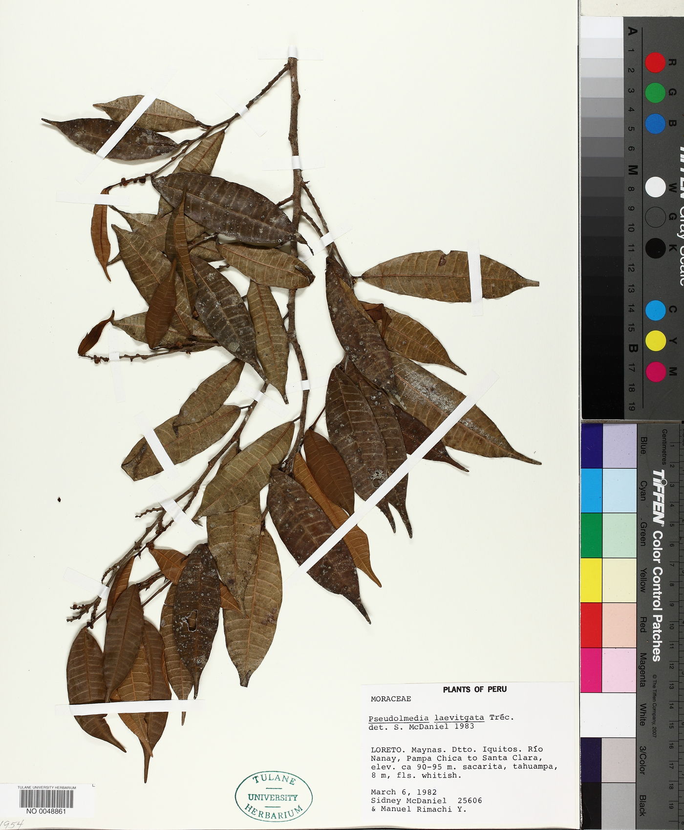 Pseudolmedia image
