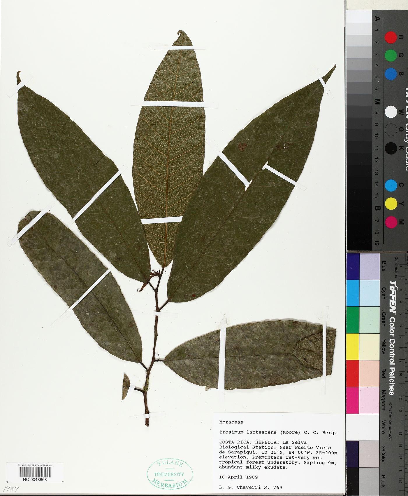 Brosimum lactescens image