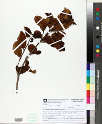 Image of Ficus cestrifolia