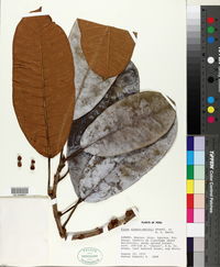 Image of Ficus albert-smithii