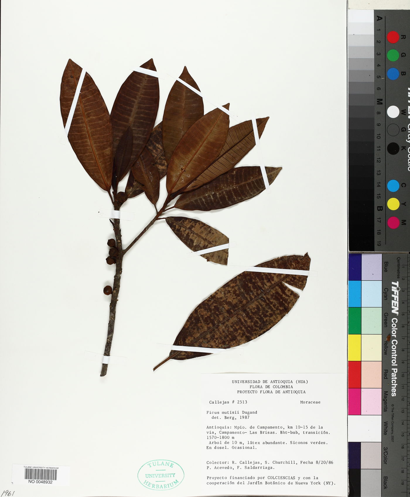 Ficus mutisii image