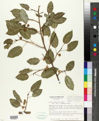 Ficus laevigata image