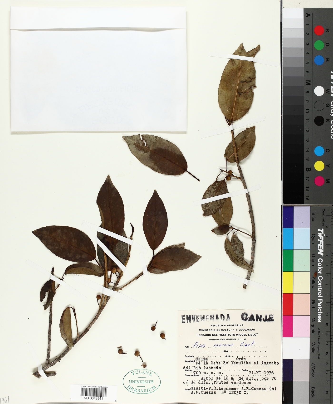 Ficus maroma image