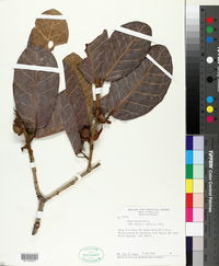 Ficus trigonata image