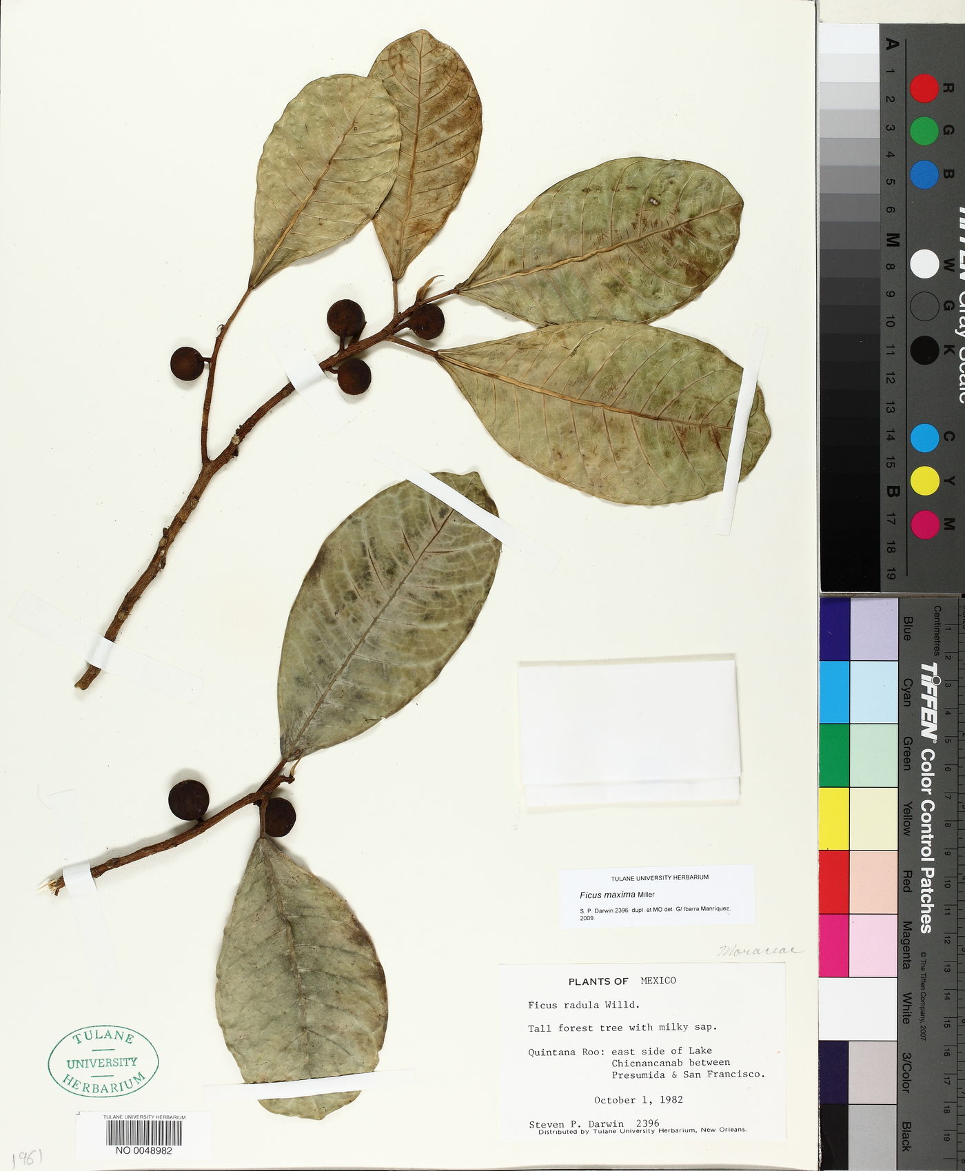 Ficus maxima image
