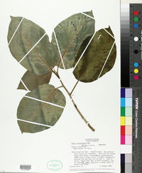Ficus cotinifolia image