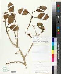 Ficus cotinifolia image