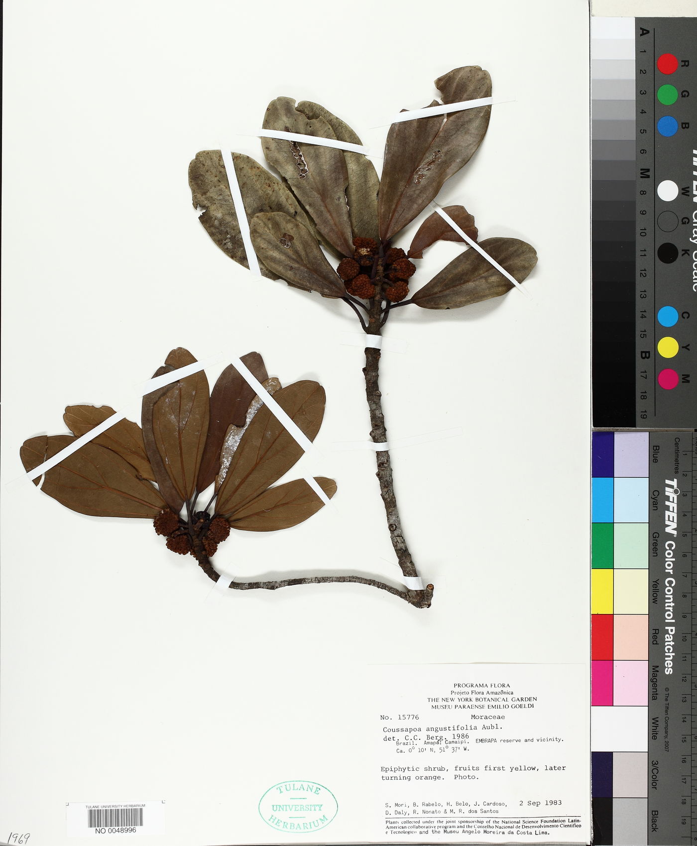 Coussapoa angustifolia image