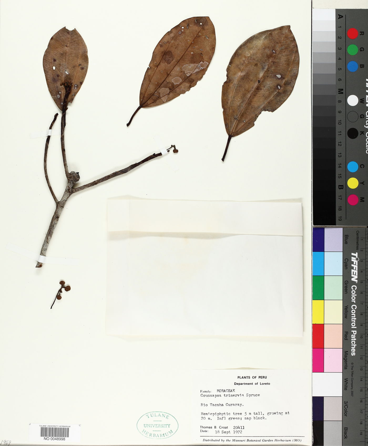 Coussapoa trinervia image