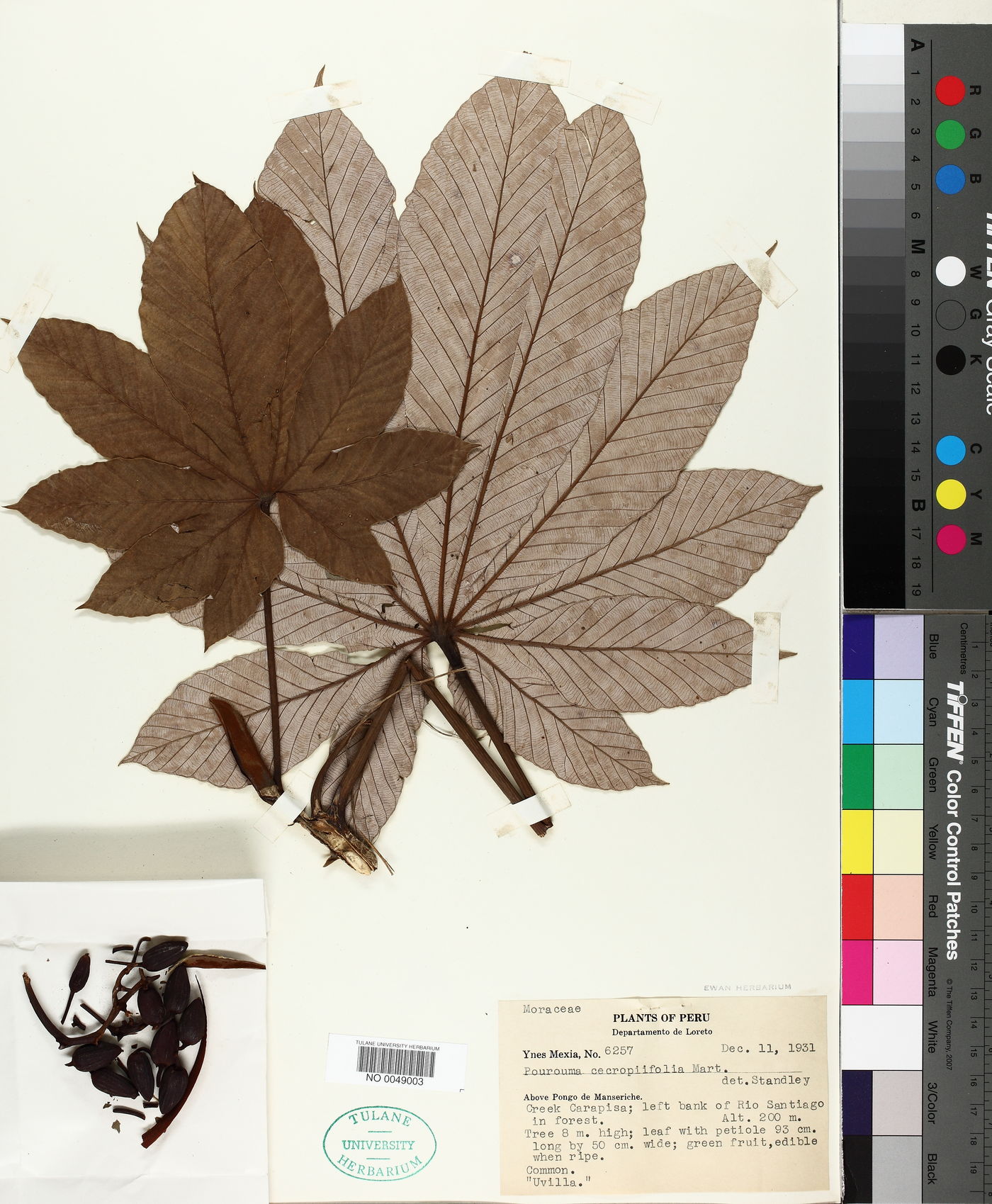 Pourouma cecropiifolia image