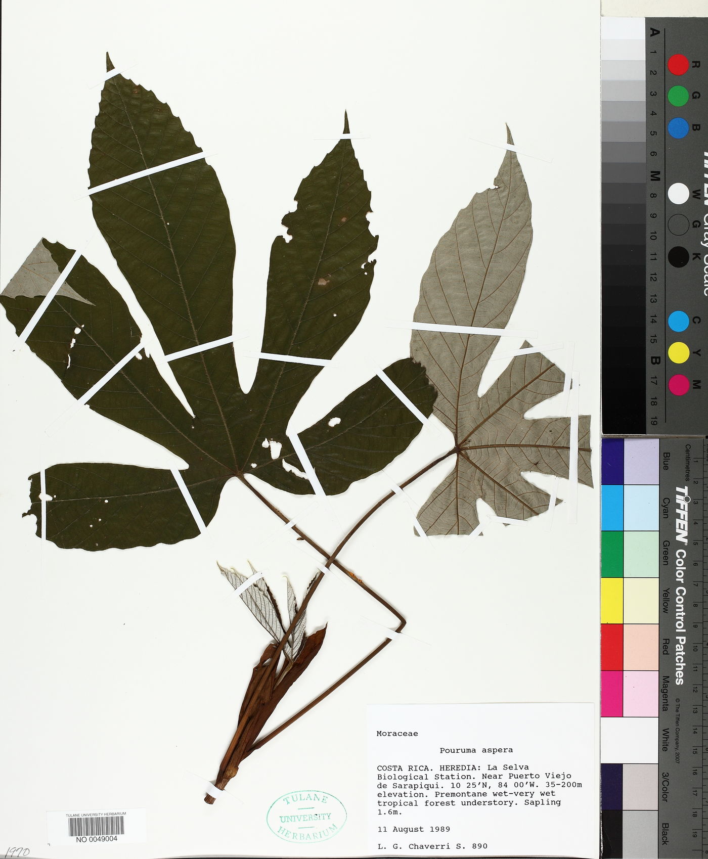 Pourouma aspera image