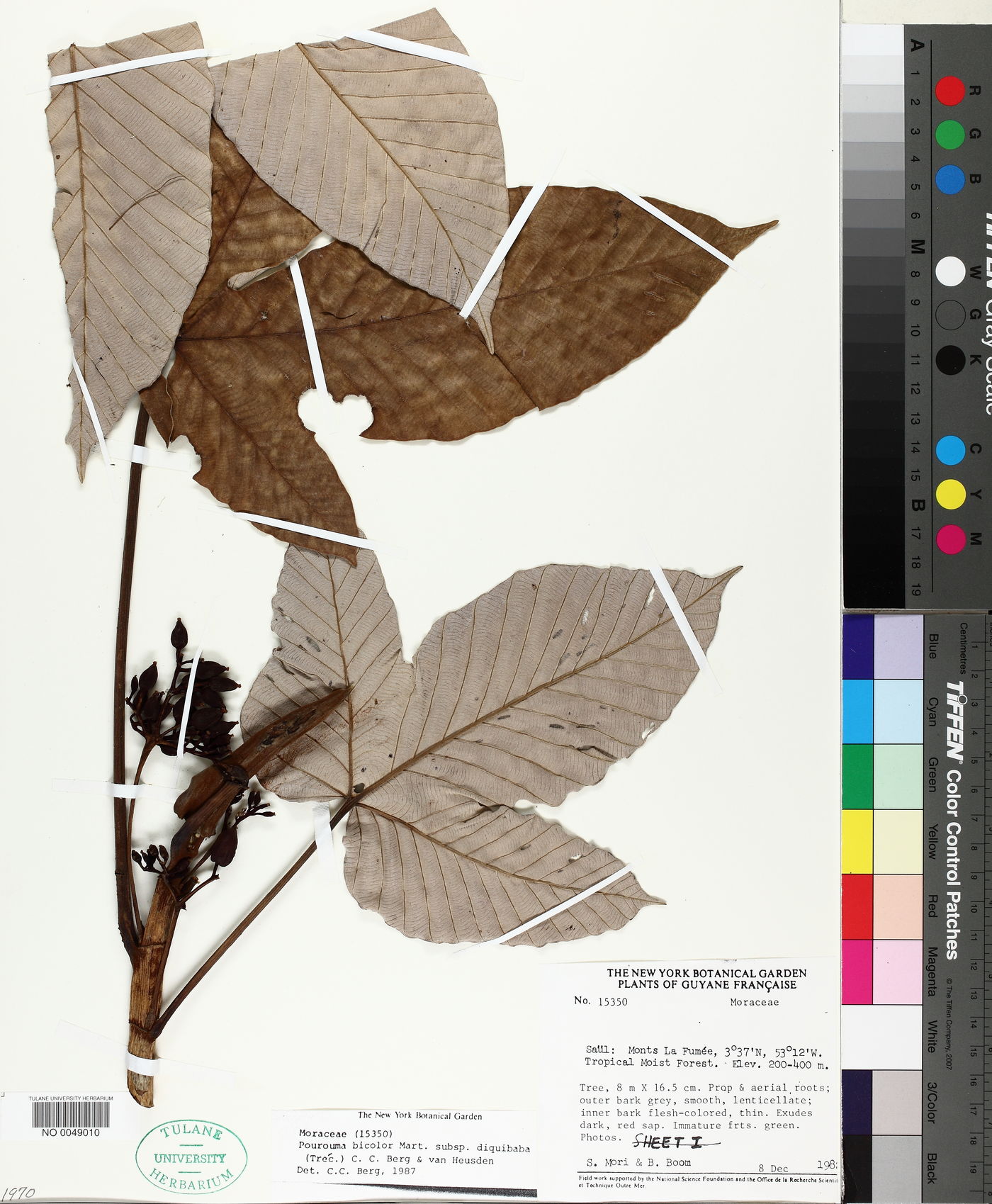 Pourouma bicolor subsp. digitata image